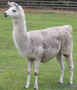 llama.png