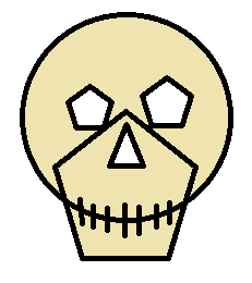 Skull of a normal bar customer